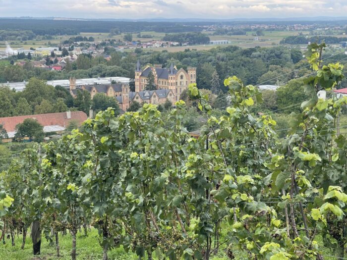 bzenec castle winery vineyards 700x525