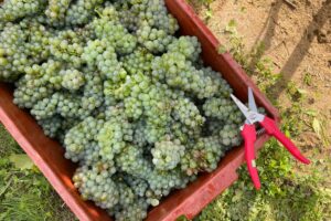 From Grape to Glass: Winemaking in South Moravia at Skalák Winery
