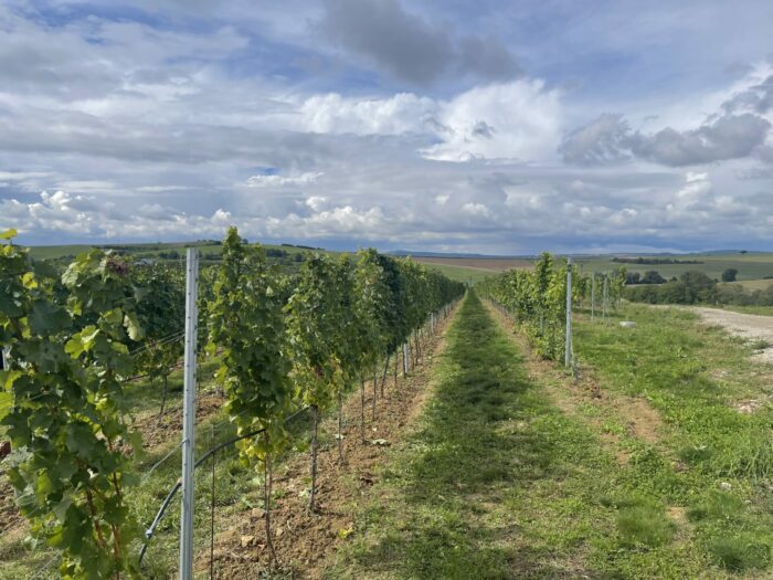 skalak winery vineyards 700x525 - 28 Best Things to Do in Brno, Czech Republic