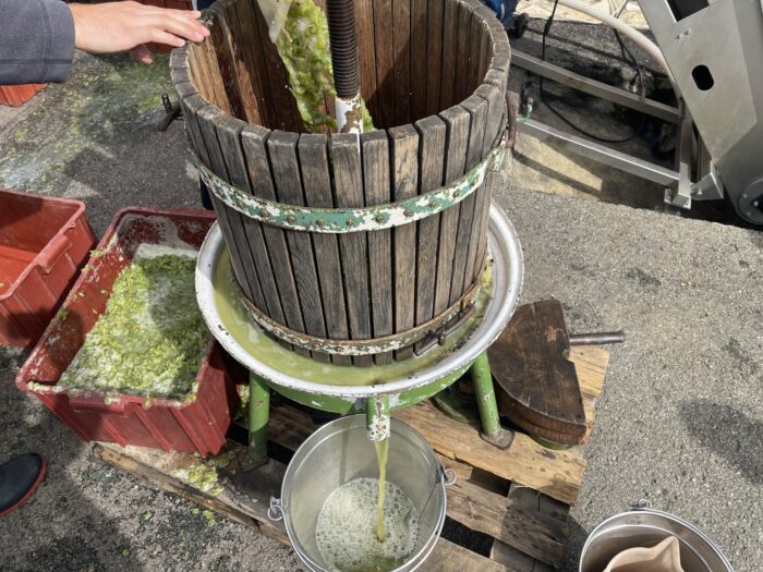 wine press grapes 700x525 - From Grape to Glass: Winemaking in South Moravia at Skalák Winery