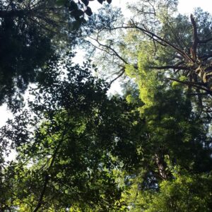 muir woods tours from san francisco 300x300 - 12 Best Muir Woods Tours from San Francisco