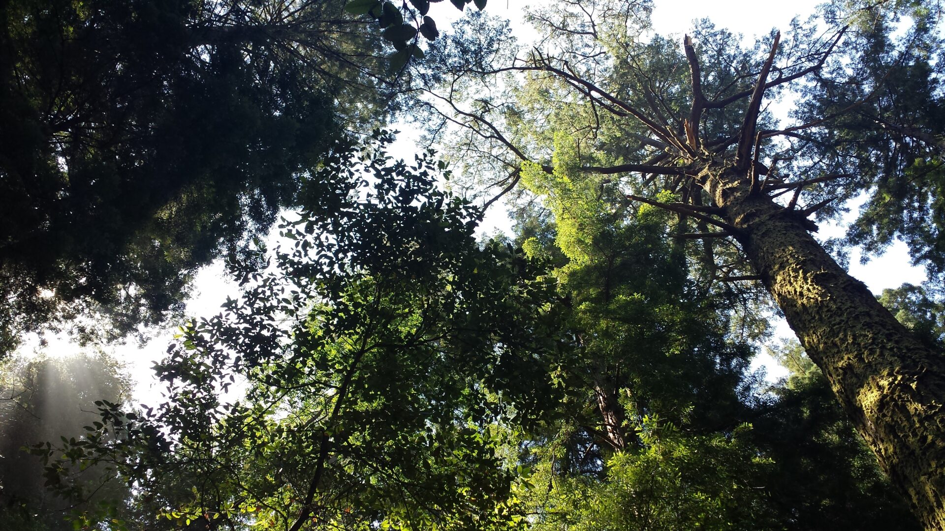 12 Best Muir Woods Tours from San Francisco
