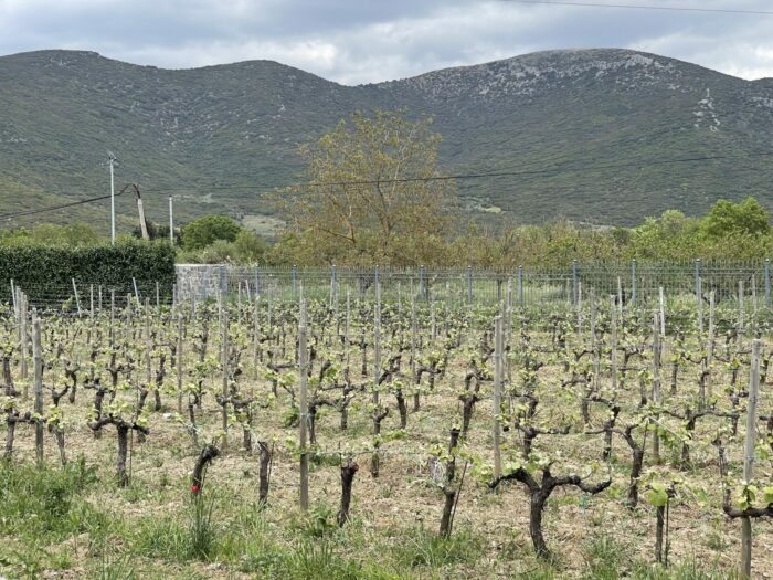 ktima tselepos winery vineyards 700x525