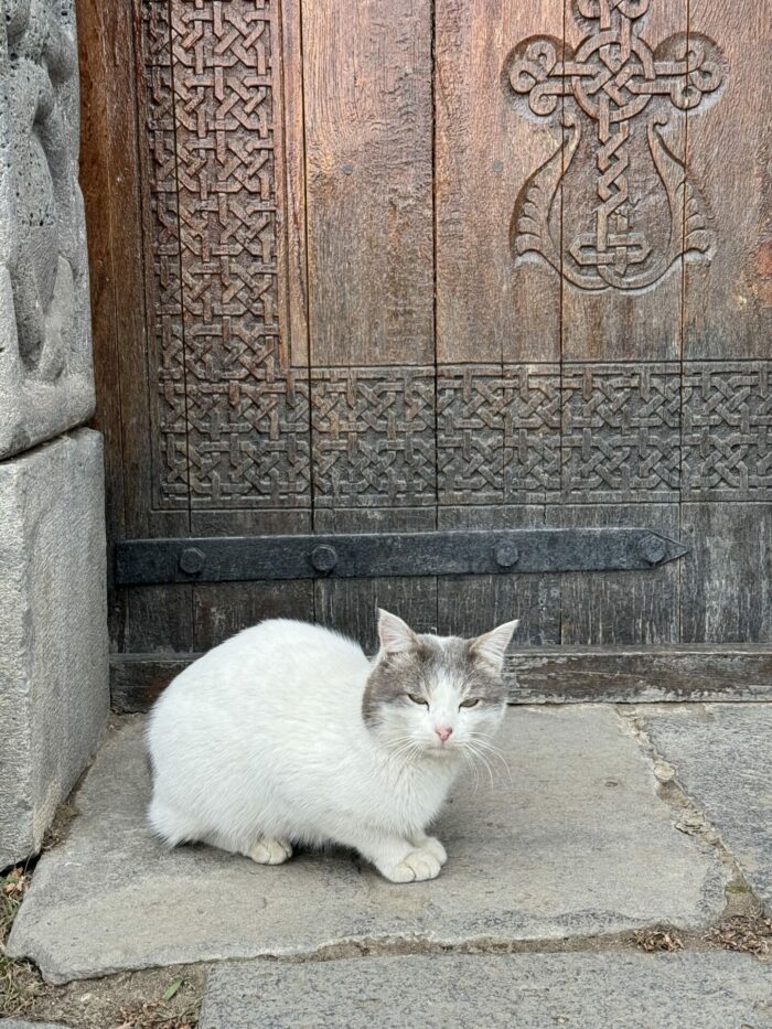 haghpat monastery cat 700x933