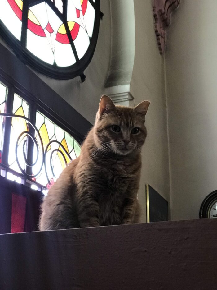 istanbul railway museum cat looking down from above 700x933