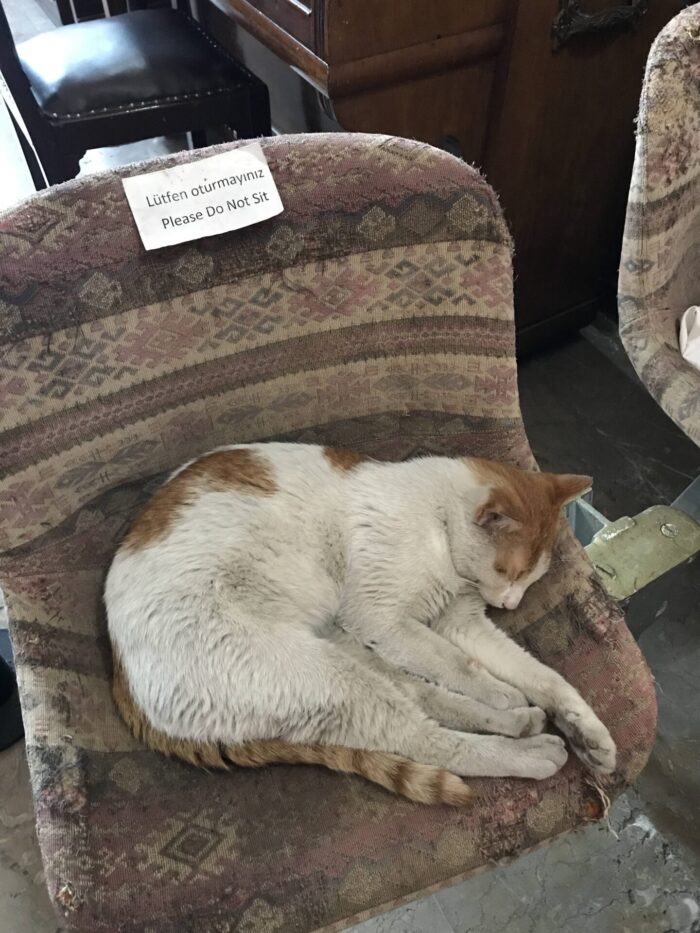 istanbul railway museum cat sleeping in chair 700x933